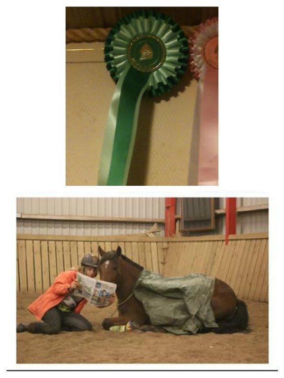 Alle mine rosetter ;) - Februar 2015, Bedste Trick billede, 3. plads ud af 5 - Sikke et hyggeligt øjeblik vi får indblik i her. Virkelig dygtig hest som både kan ligge på kommando, have presenning på OG læse avis samtidig! Sikke et skønt par. billede 6