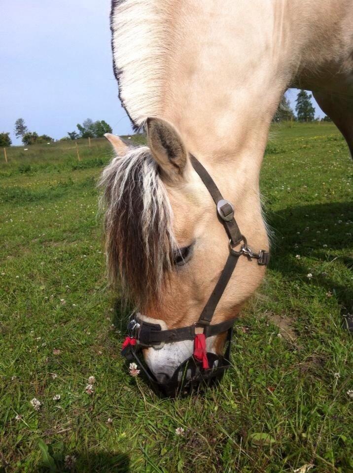 Gør det selv greenguard grime billede 7