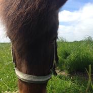 Farvel Bersi/mus ??????