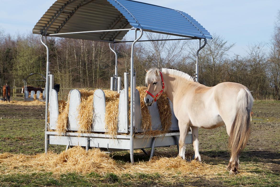 Emilia sommer 2015 [Mille N. Mathiasen] billede 3