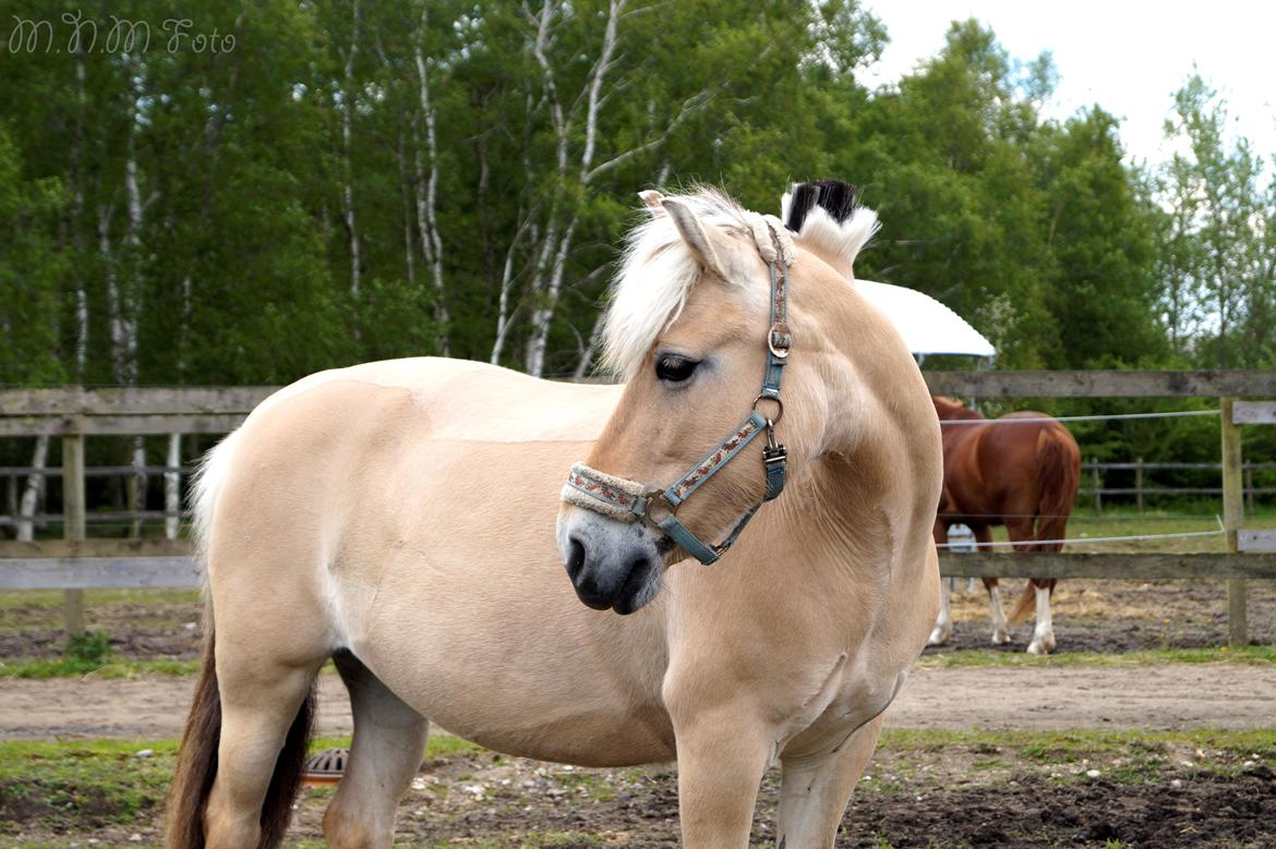 Emilia sommer 2015 [Mille N. Mathiasen] billede 4