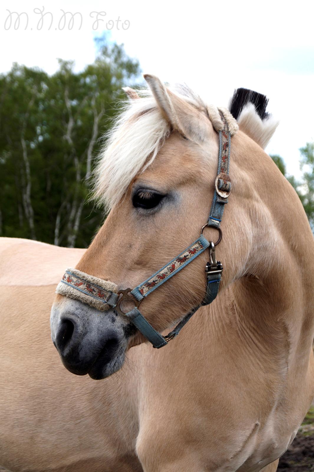 Emilia sommer 2015 [Mille N. Mathiasen] billede 1