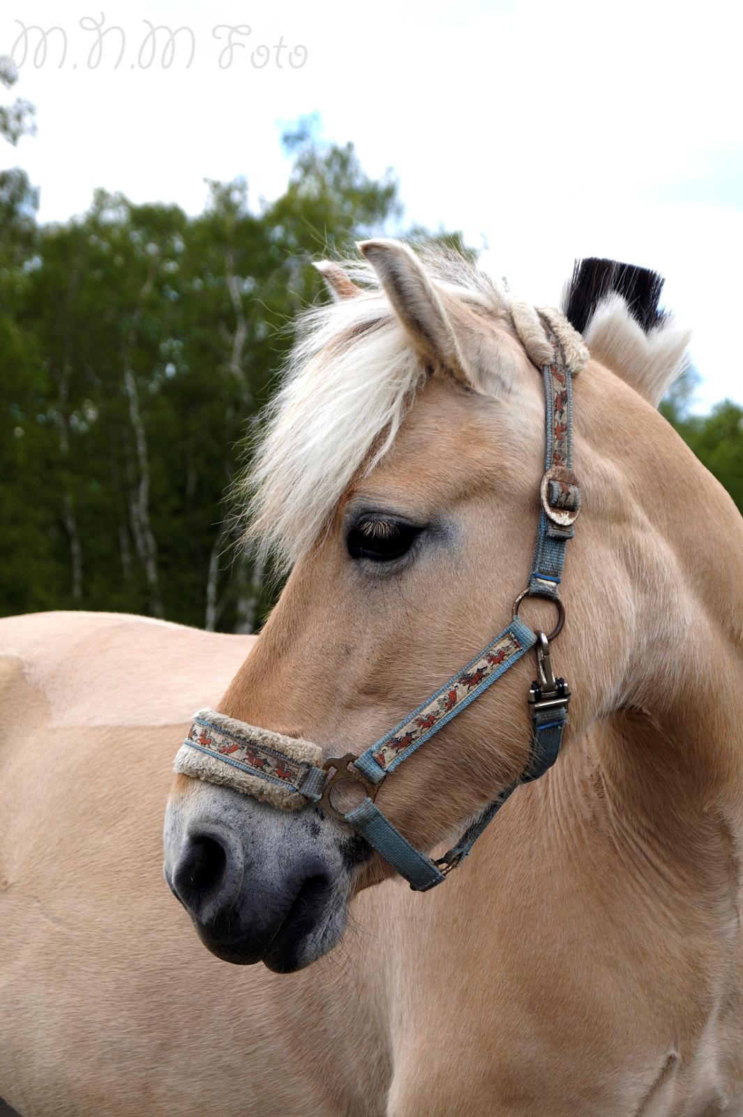 Emilia sommer 2015 [Mille N. Mathiasen] billede 5