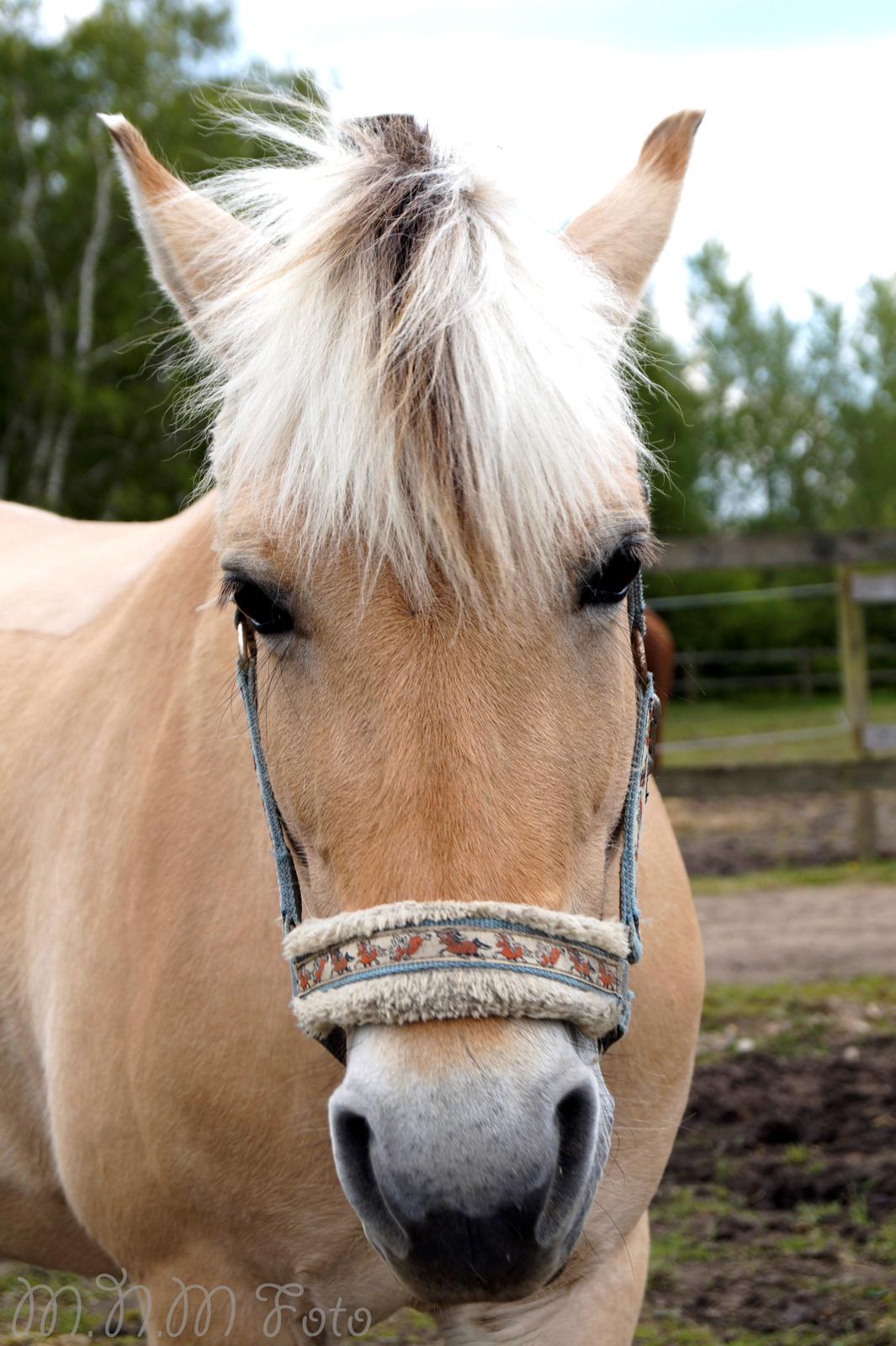 Emilia sommer 2015 [Mille N. Mathiasen] billede 6