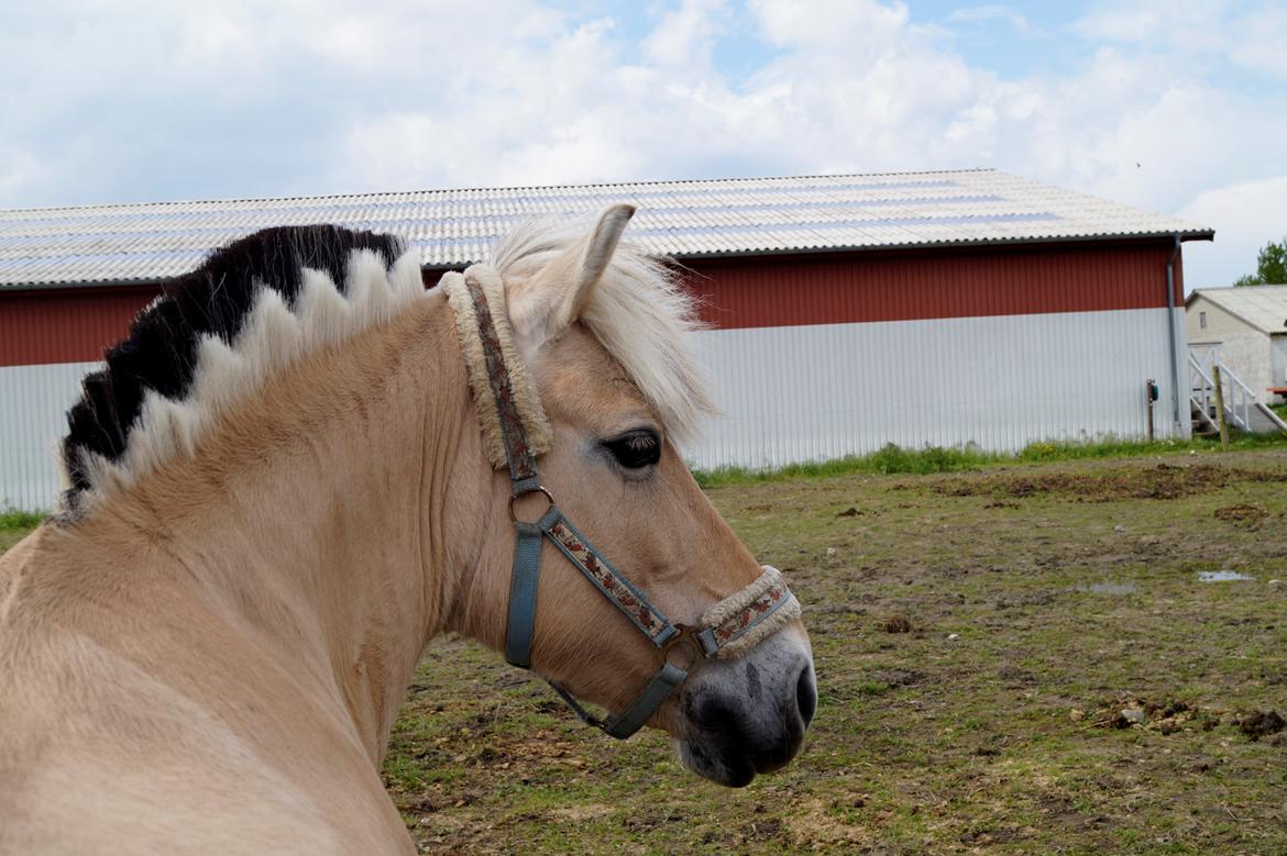 Emilia sommer 2015 [Mille N. Mathiasen] billede 7