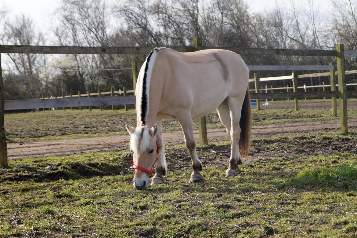 Emilia sommer 2015 [Mille N. Mathiasen] billede 8