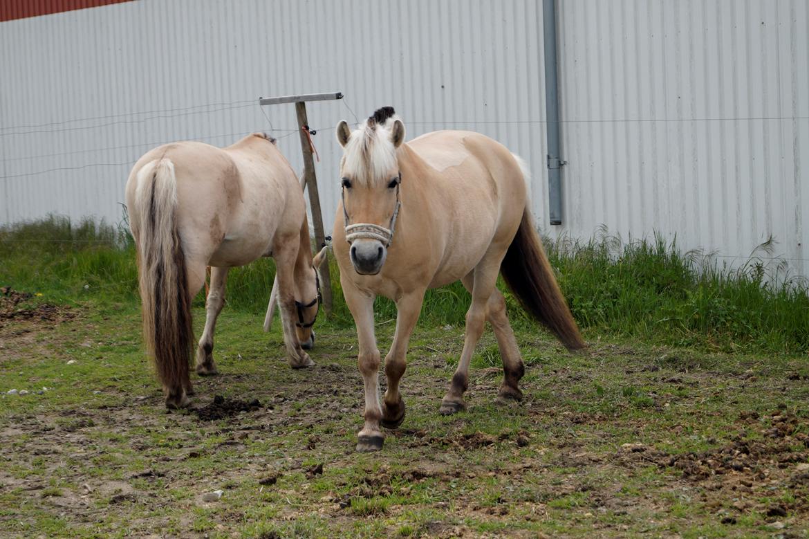 Emilia sommer 2015 [Mille N. Mathiasen] billede 9