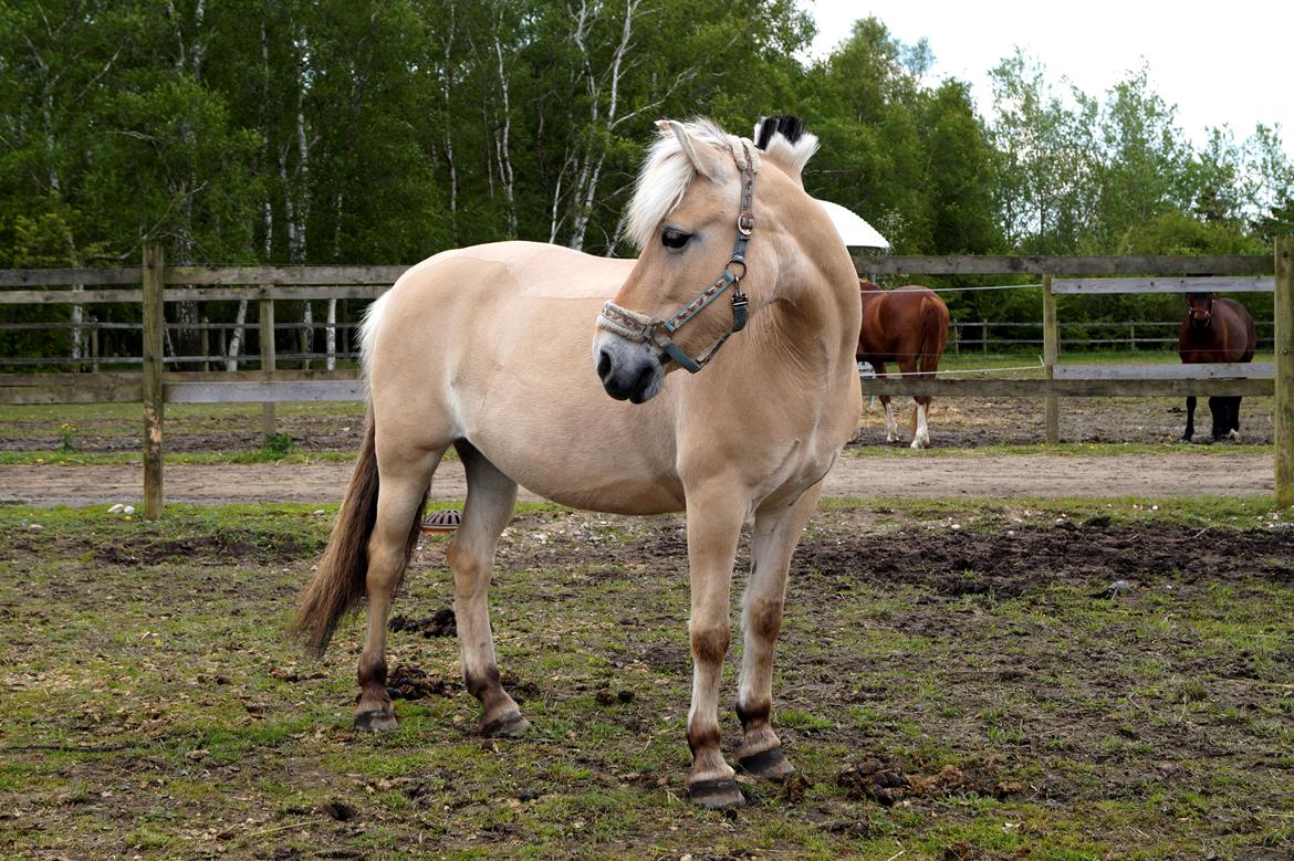 Emilia sommer 2015 [Mille N. Mathiasen] billede 2