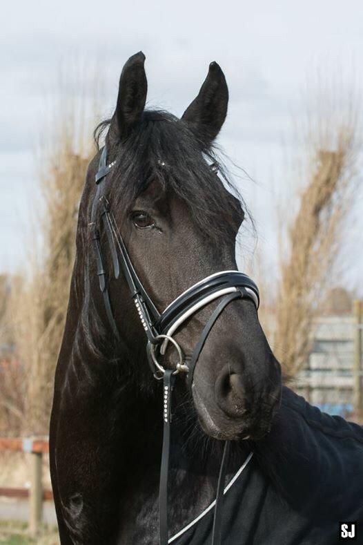 Lidt Billeder Af Min Frieser Vallak - Diverse Hest - Fotos Fra Linda F