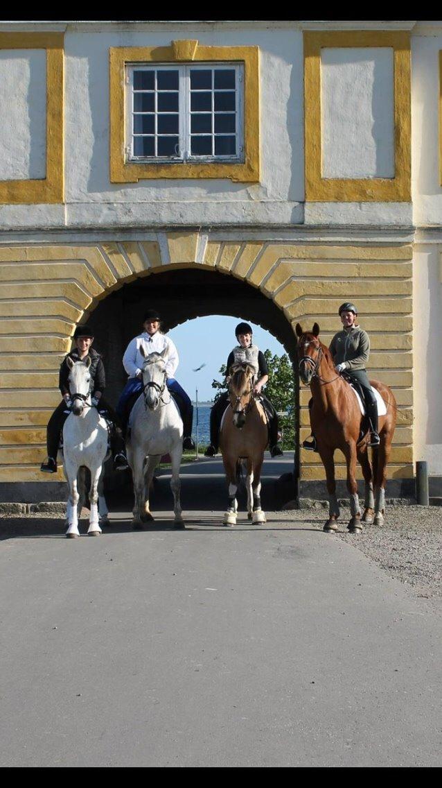 Valdemar slot opvisning 2015 billede 7