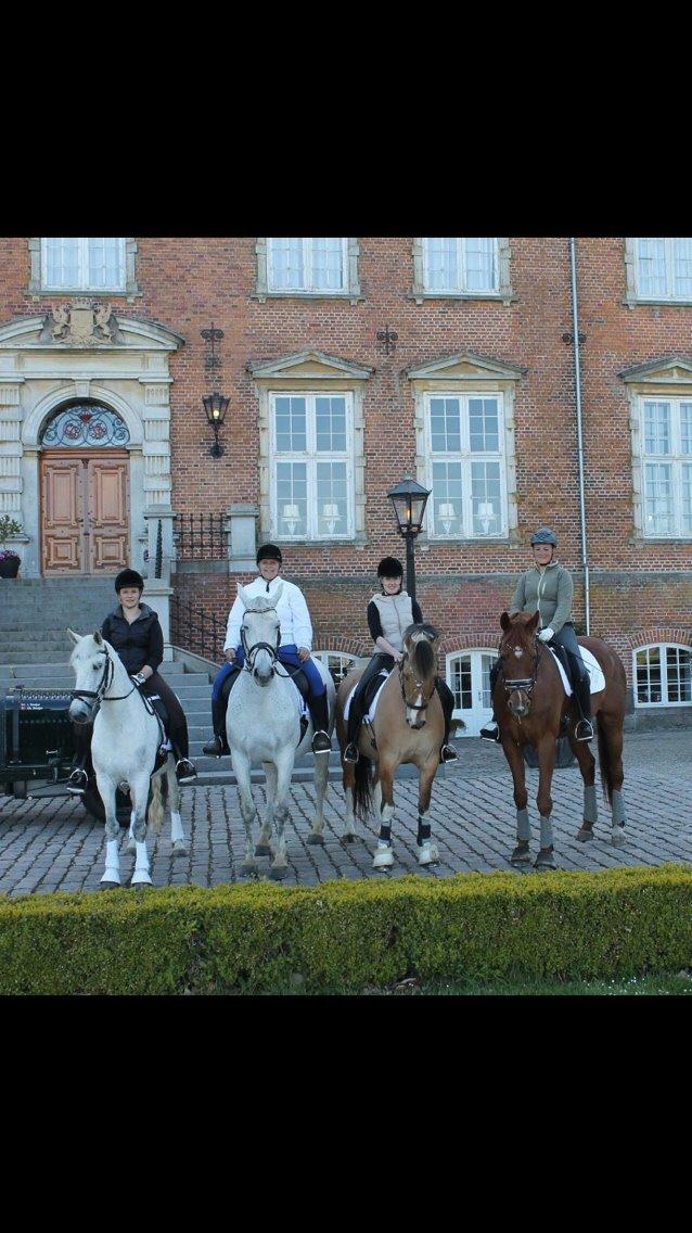 Valdemar slot opvisning 2015 billede 10