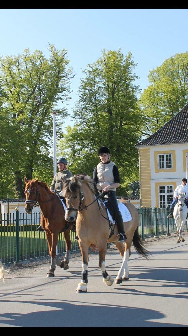 Valdemar slot opvisning 2015 billede 14