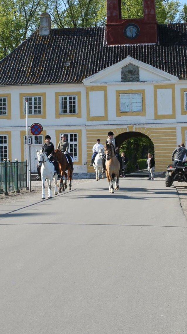 Valdemar slot opvisning 2015 billede 15