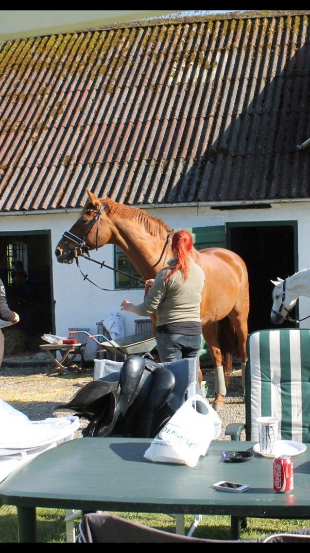 Valdemar slot opvisning 2015 billede 17