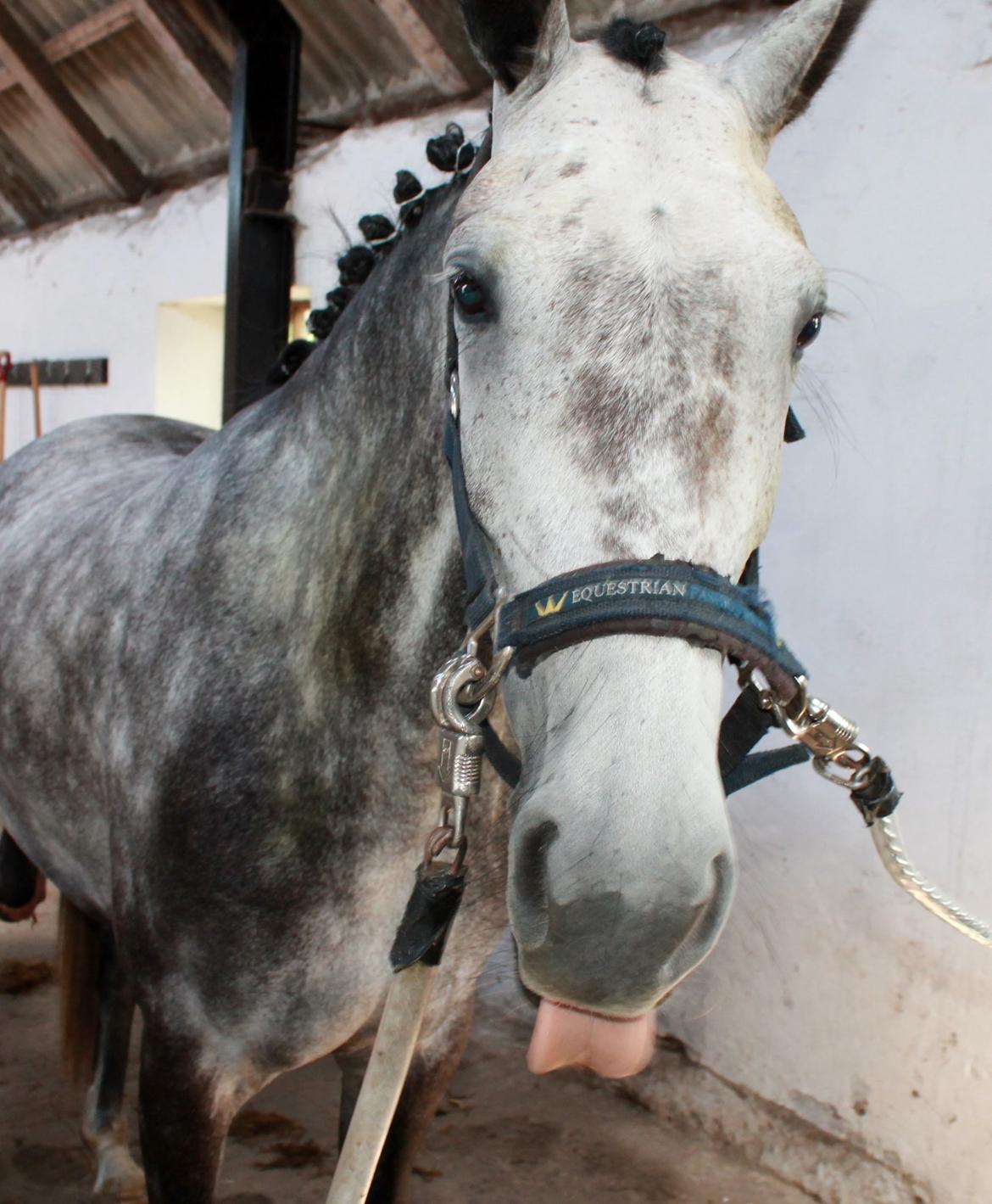 Grøvangs Jocelynn og Anne Frederiksen LB dressur | 30/05-2015 billede 2