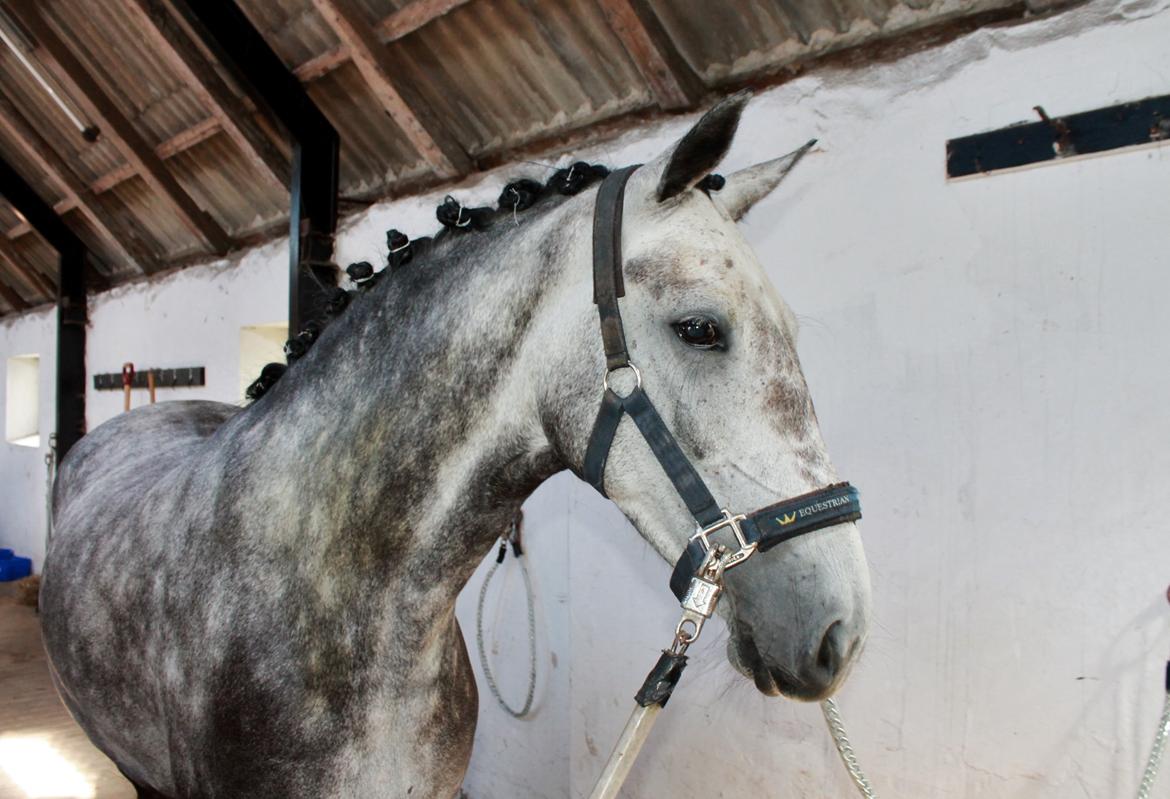 Grøvangs Jocelynn og Anne Frederiksen LB dressur | 30/05-2015 billede 4