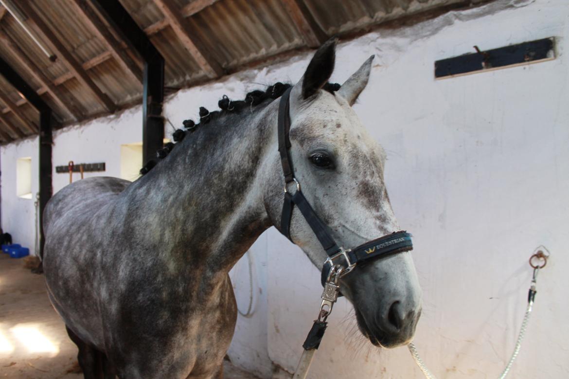 Grøvangs Jocelynn og Anne Frederiksen LB dressur | 30/05-2015 billede 5