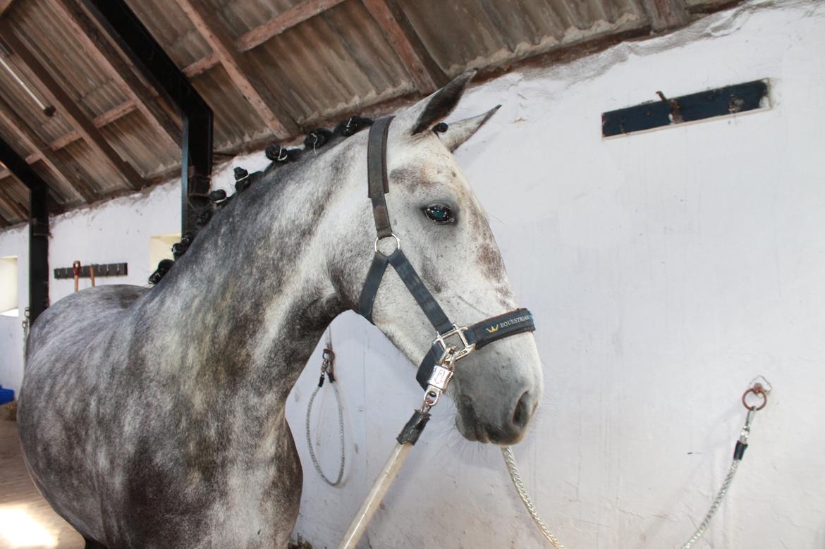 Grøvangs Jocelynn og Anne Frederiksen LB dressur | 30/05-2015 billede 3