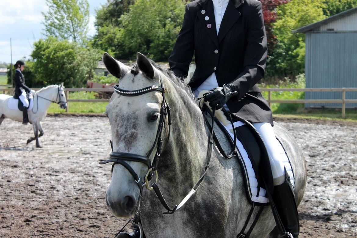 Grøvangs Jocelynn og Anne Frederiksen LB dressur | 30/05-2015 billede 9
