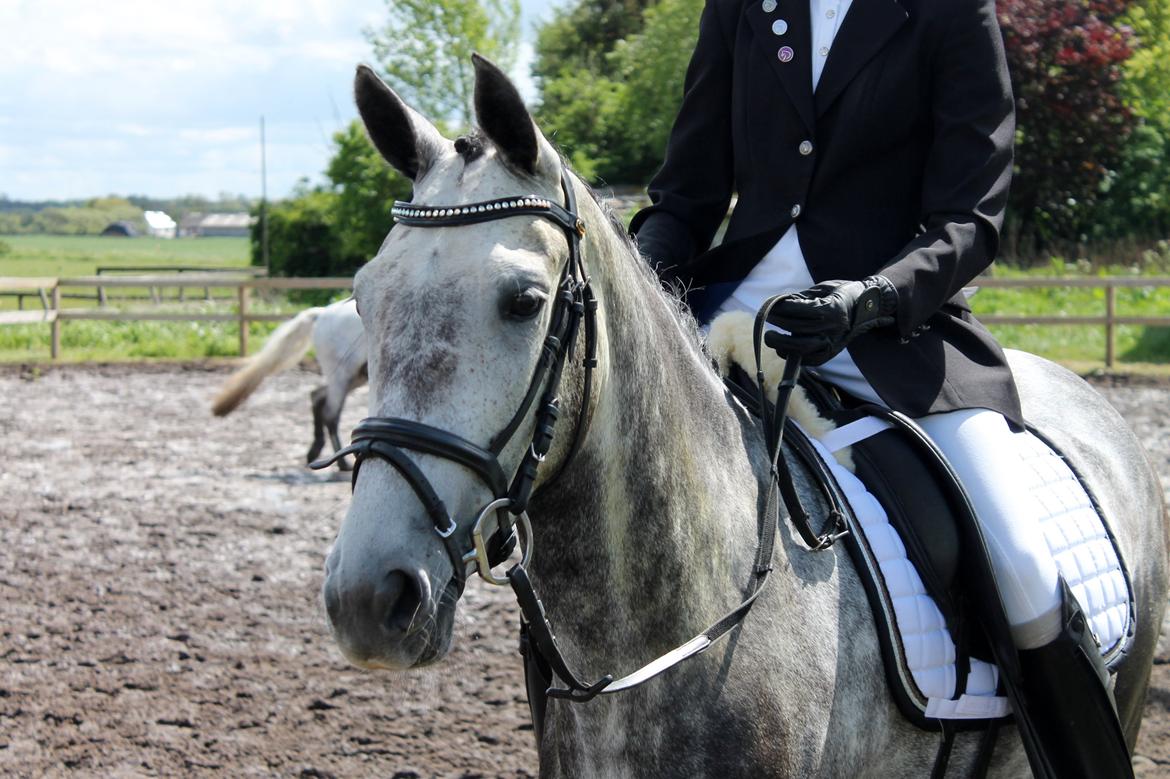Grøvangs Jocelynn og Anne Frederiksen LB dressur | 30/05-2015 billede 10