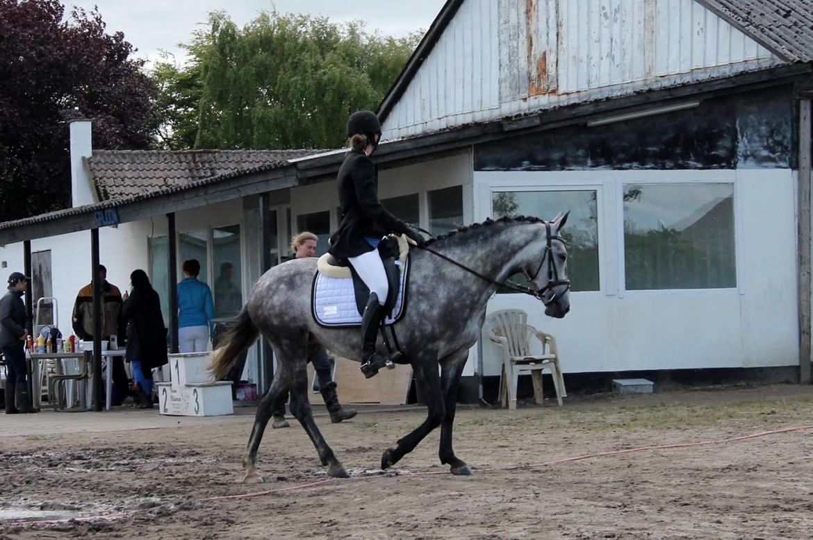 Grøvangs Jocelynn og Anne Frederiksen LB dressur | 30/05-2015 billede 13