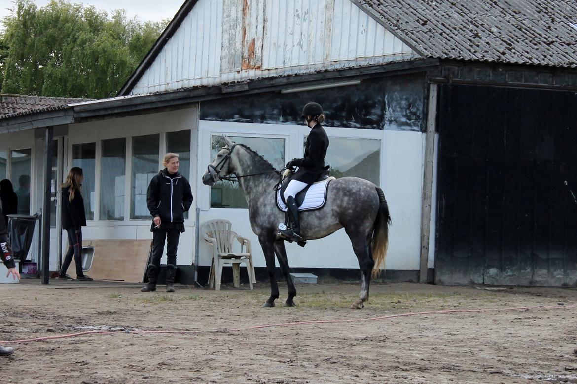 Grøvangs Jocelynn og Anne Frederiksen LB dressur | 30/05-2015 billede 14