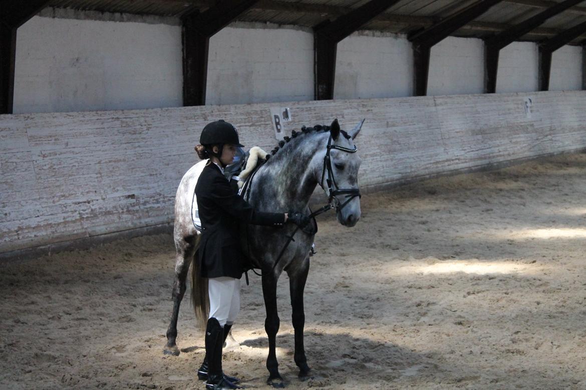 Grøvangs Jocelynn og Anne Frederiksen LB dressur | 30/05-2015 billede 15