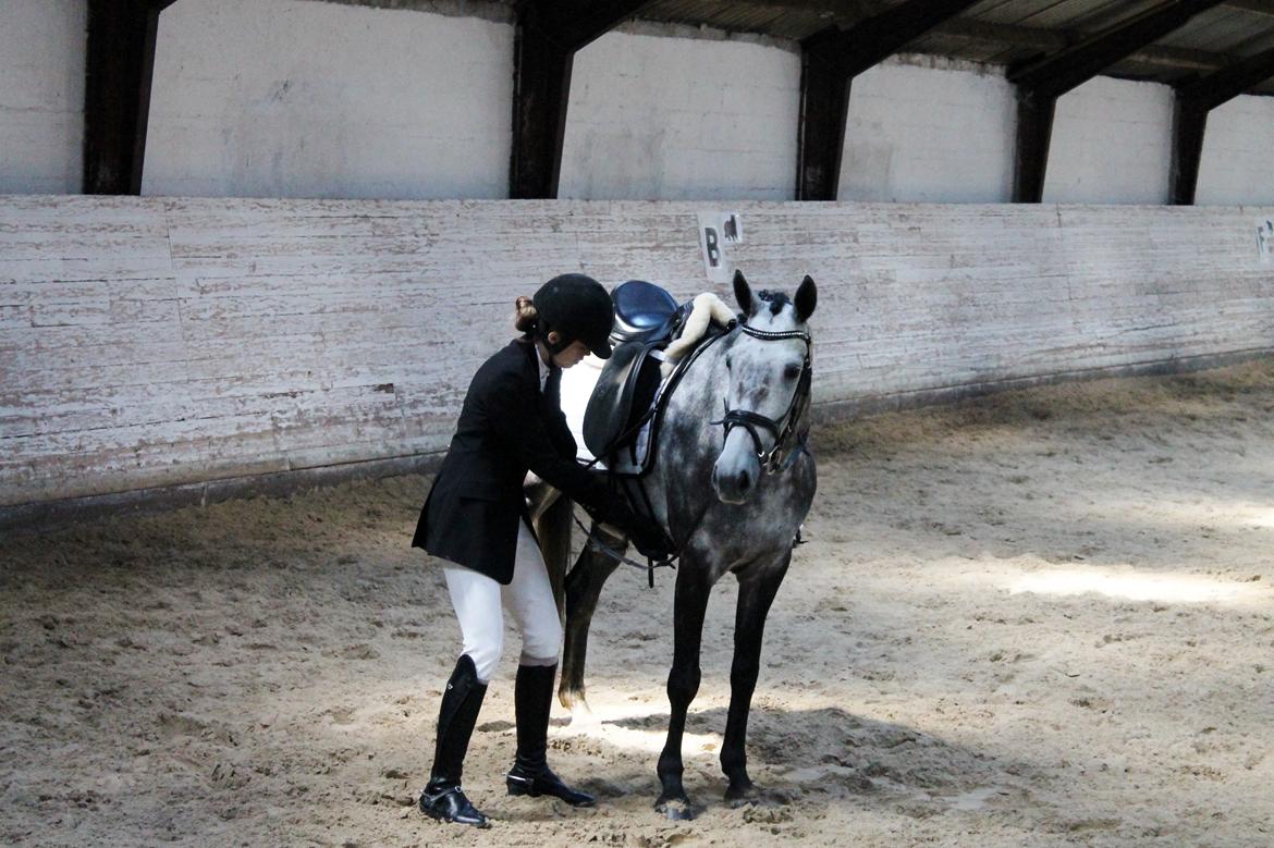 Grøvangs Jocelynn og Anne Frederiksen LB dressur | 30/05-2015 billede 16