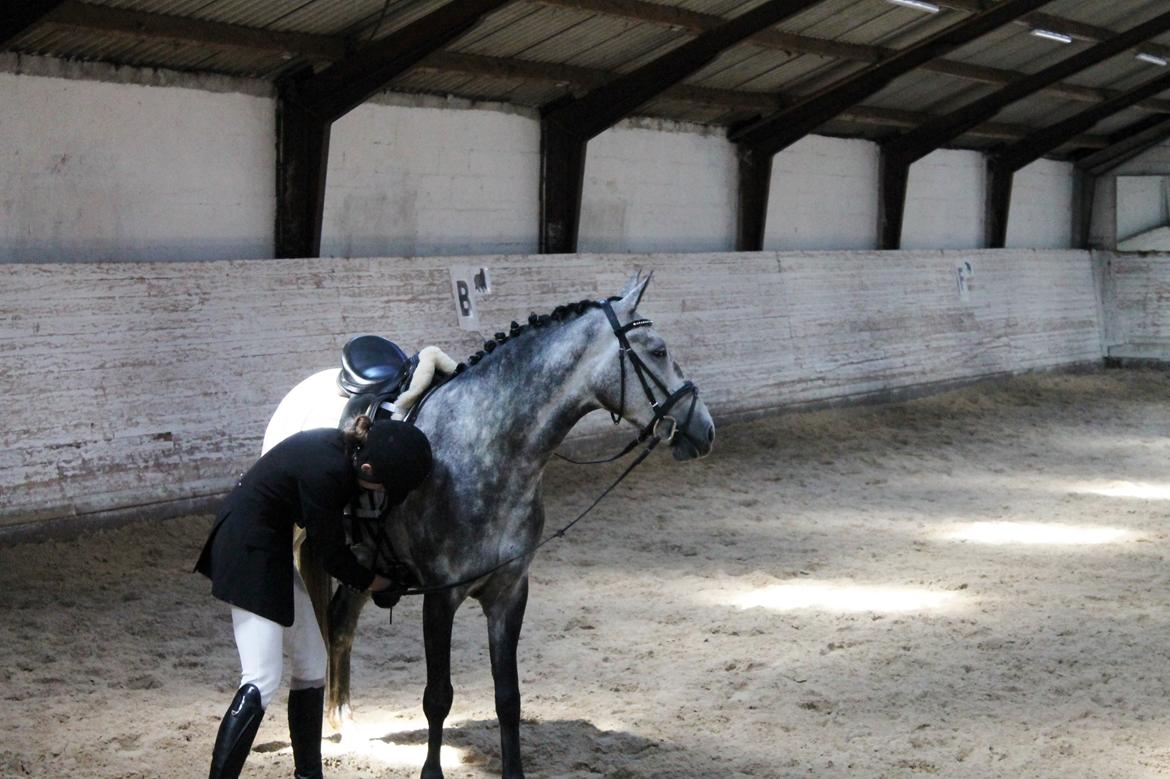 Grøvangs Jocelynn og Anne Frederiksen LB dressur | 30/05-2015 billede 17