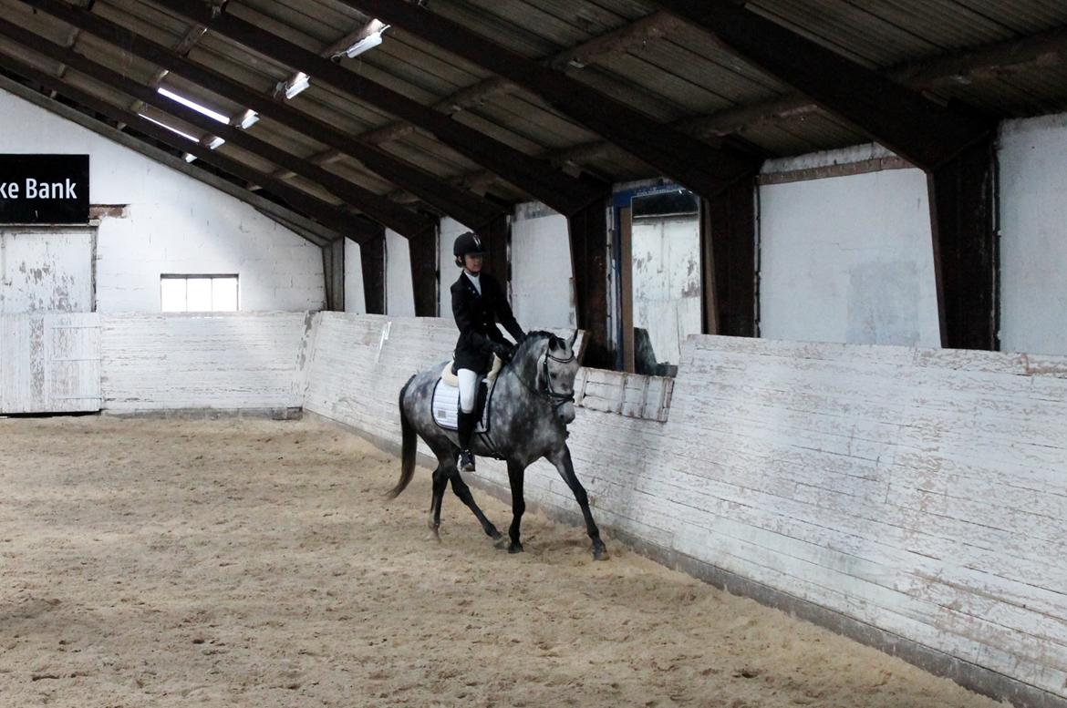 Grøvangs Jocelynn og Anne Frederiksen LB dressur | 30/05-2015 billede 19