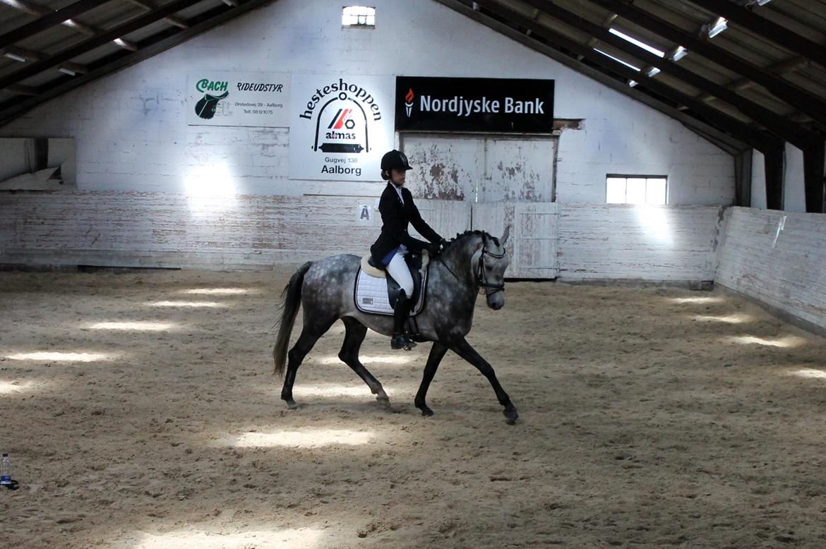 Grøvangs Jocelynn og Anne Frederiksen LB dressur | 30/05-2015 billede 20