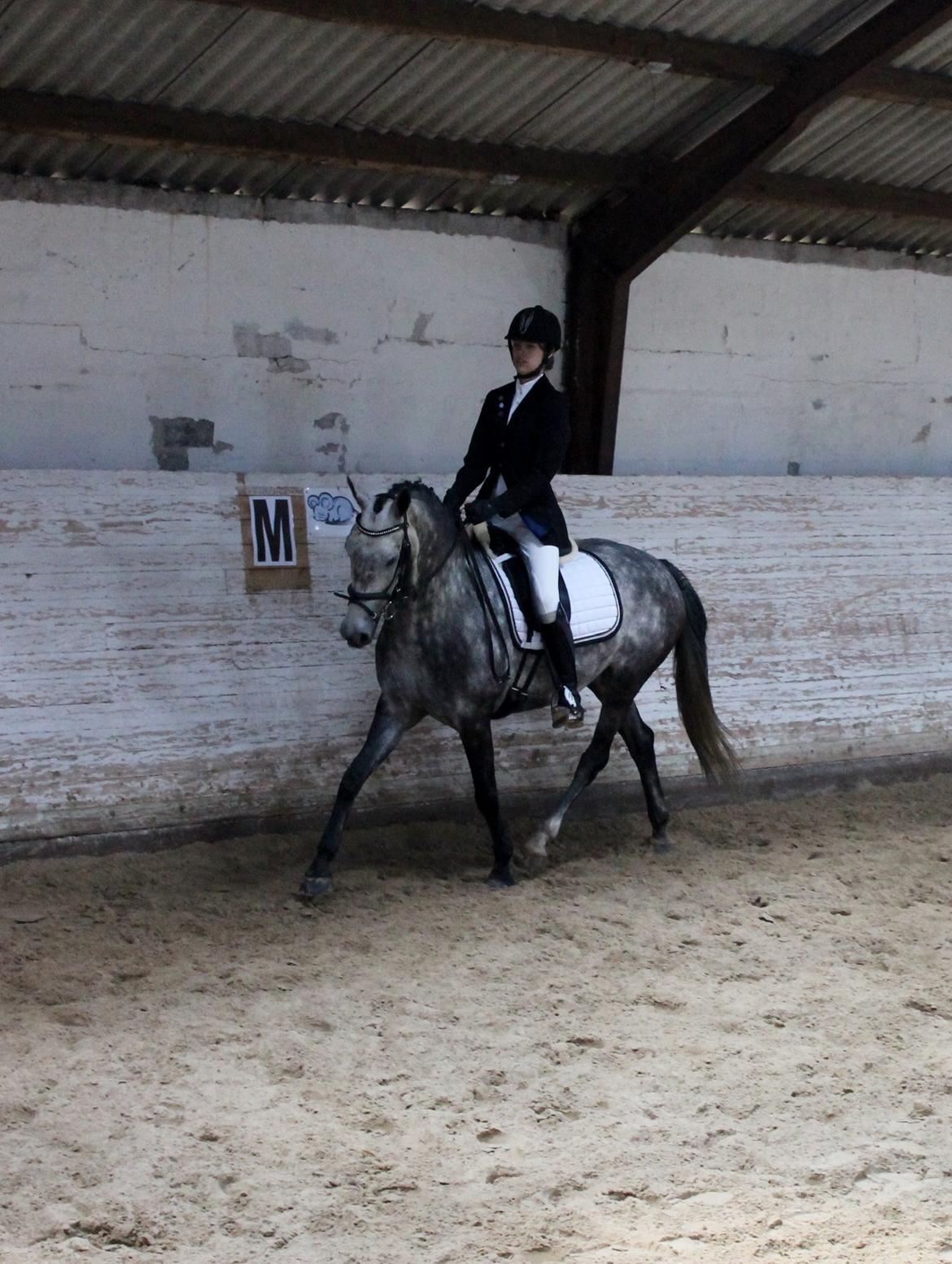 Grøvangs Jocelynn og Anne Frederiksen LB dressur | 30/05-2015 billede 22