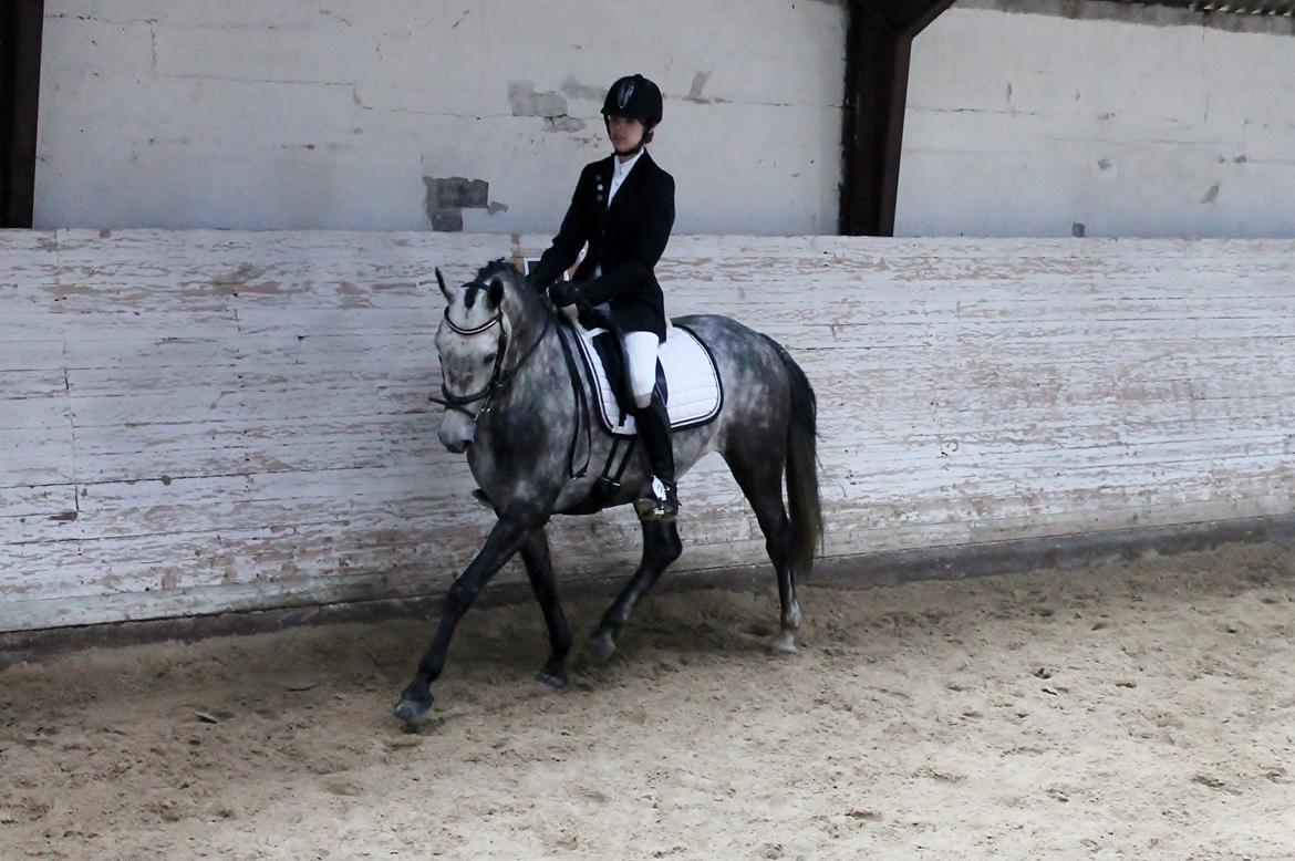 Grøvangs Jocelynn og Anne Frederiksen LB dressur | 30/05-2015 billede 23