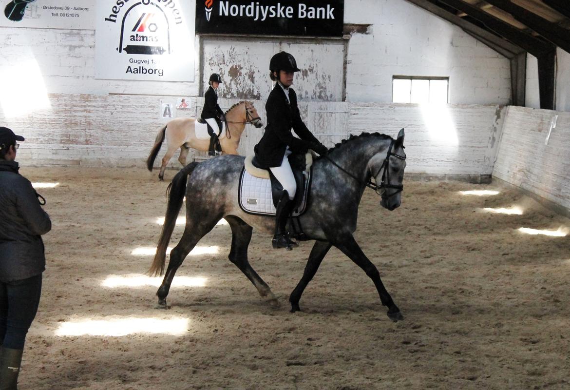 Grøvangs Jocelynn og Anne Frederiksen LB dressur | 30/05-2015 billede 25