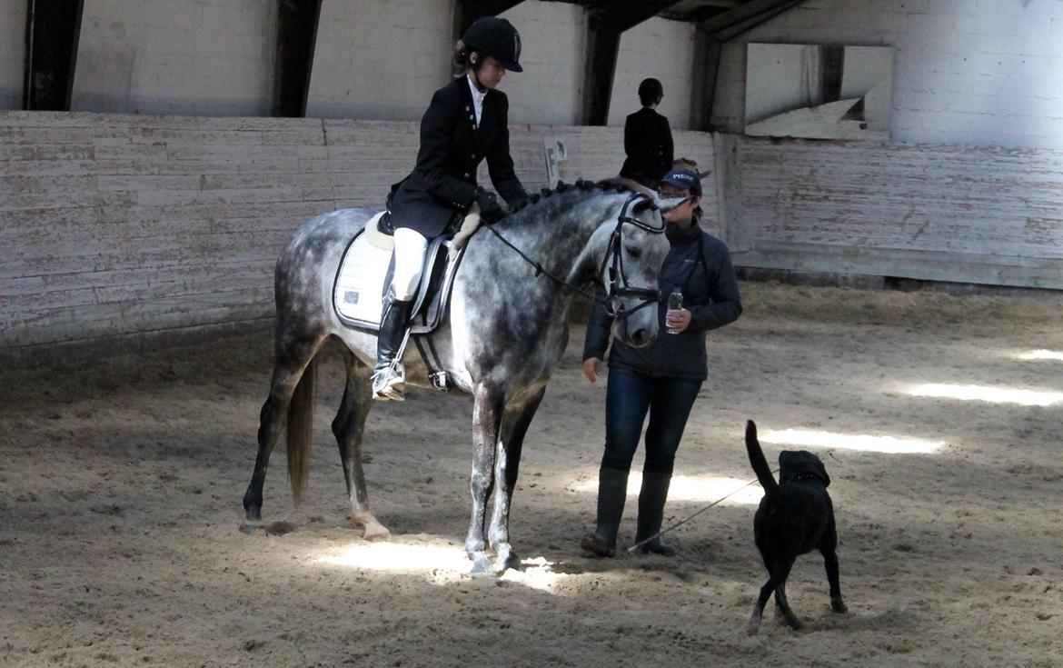 Grøvangs Jocelynn og Anne Frederiksen LB dressur | 30/05-2015 billede 26