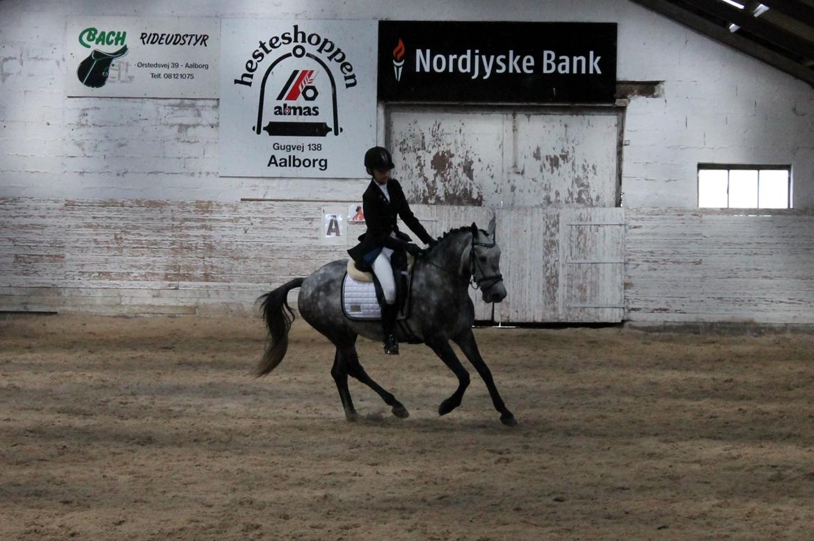 Grøvangs Jocelynn og Anne Frederiksen LB dressur | 30/05-2015 billede 27
