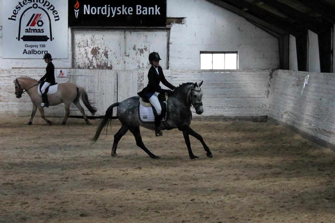 Grøvangs Jocelynn og Anne Frederiksen LB dressur | 30/05-2015 billede 28