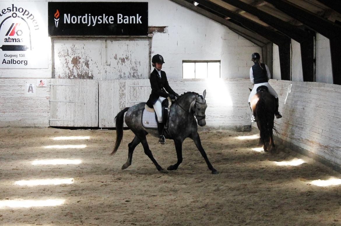 Grøvangs Jocelynn og Anne Frederiksen LB dressur | 30/05-2015 billede 29