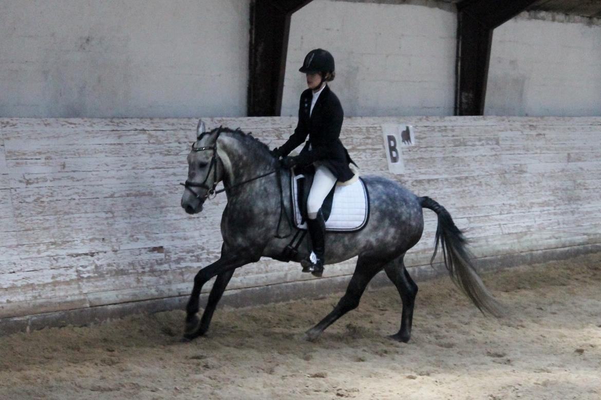 Grøvangs Jocelynn og Anne Frederiksen LB dressur | 30/05-2015 billede 30