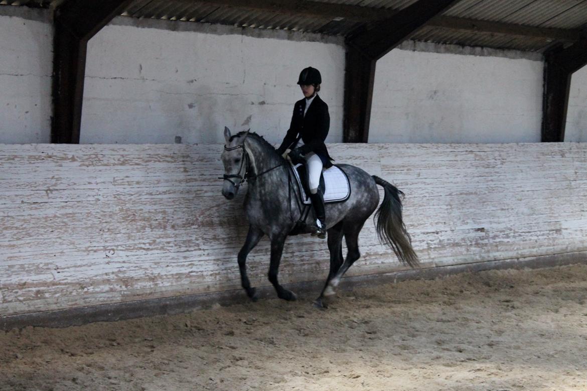 Grøvangs Jocelynn og Anne Frederiksen LB dressur | 30/05-2015 billede 31