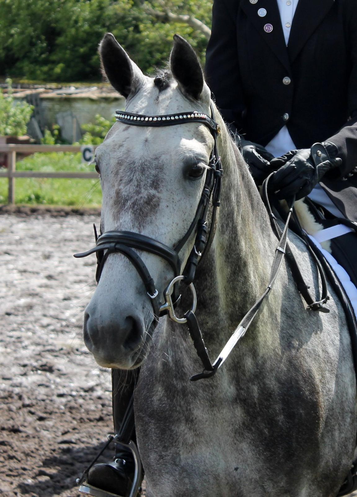 Grøvangs Jocelynn og Anne Frederiksen LB dressur | 30/05-2015 billede 8