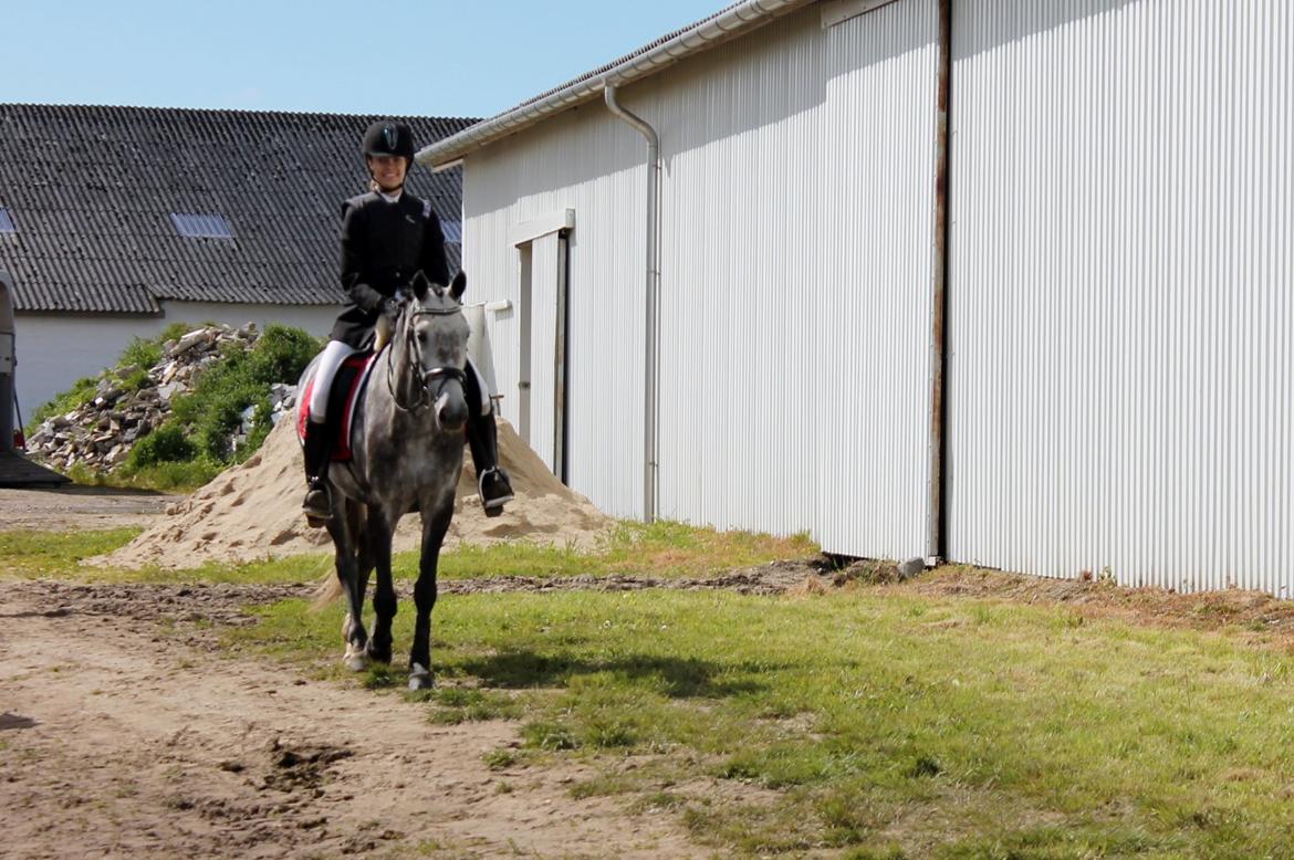 Grøvangs Jocelynn og Anne Frederiksen LB dressur | 30/05-2015 billede 34