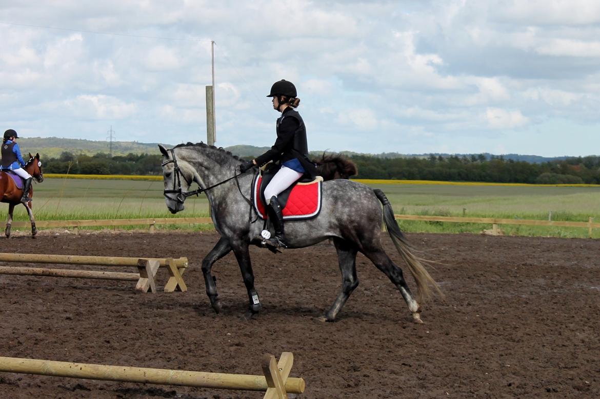Grøvangs Jocelynn og Anne Frederiksen LB dressur | 30/05-2015 billede 39