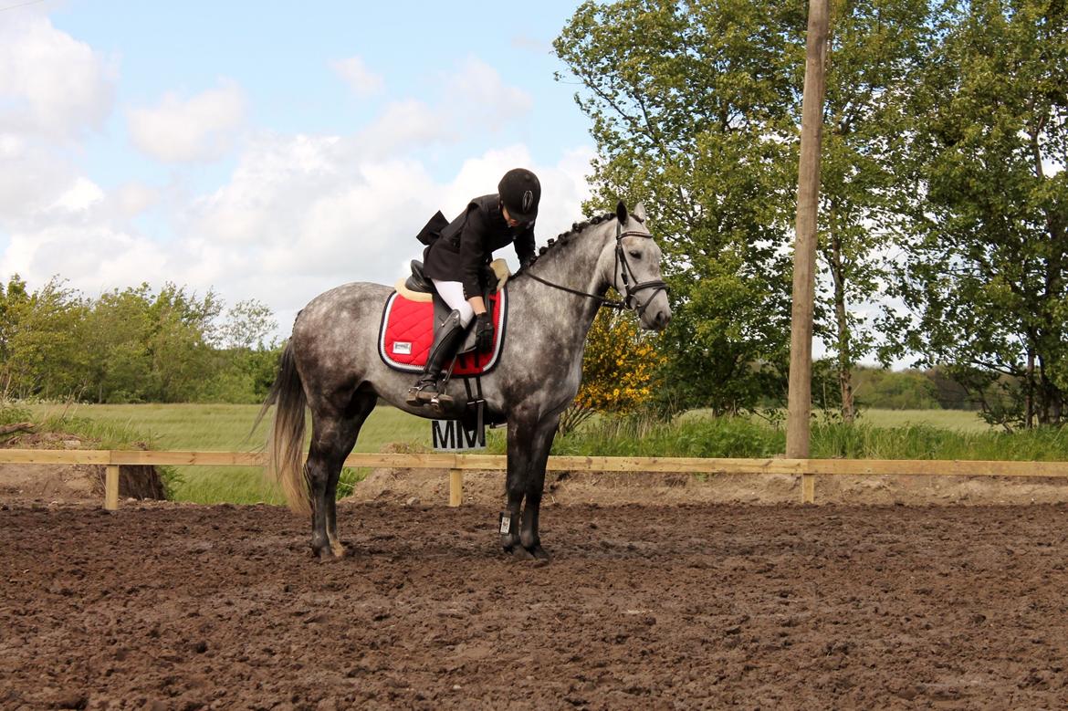 Grøvangs Jocelynn og Anne Frederiksen LB dressur | 30/05-2015 billede 40