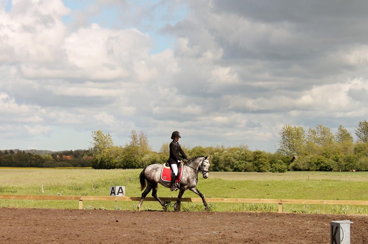 Grøvangs Jocelynn og Anne Frederiksen LB dressur | 30/05-2015 billede 41