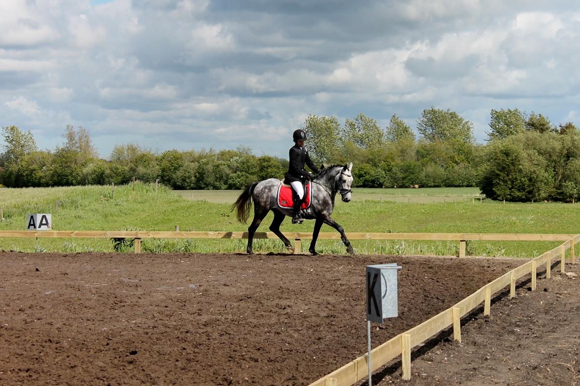 Grøvangs Jocelynn og Anne Frederiksen LB dressur | 30/05-2015 billede 42