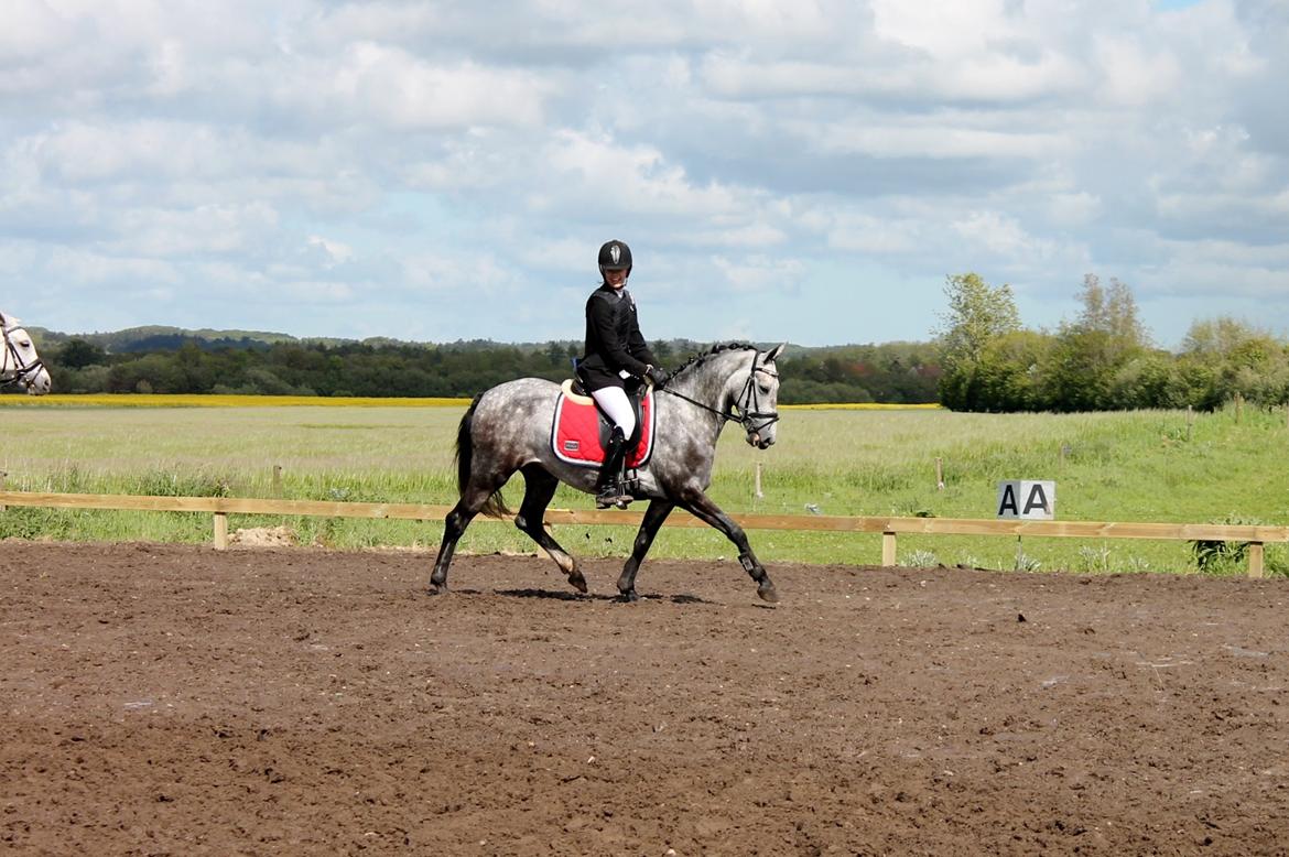 Grøvangs Jocelynn og Anne Frederiksen LB dressur | 30/05-2015 billede 43