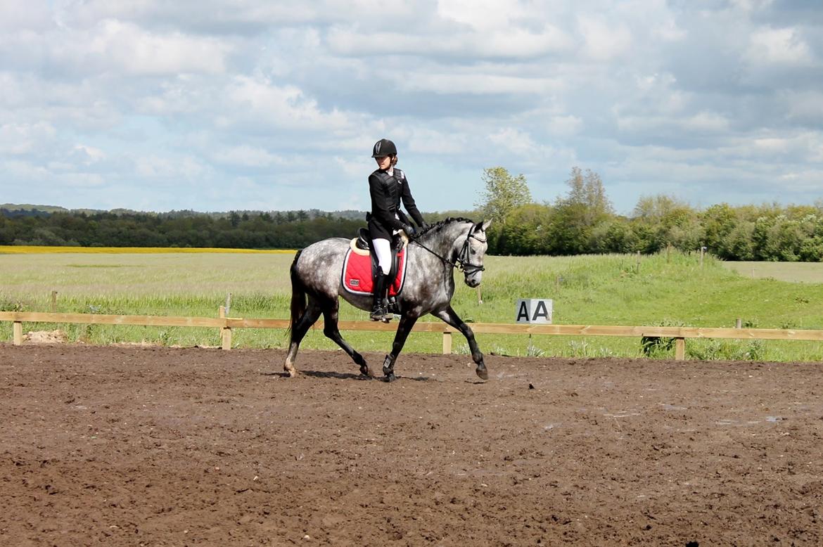 Grøvangs Jocelynn og Anne Frederiksen LB dressur | 30/05-2015 billede 44