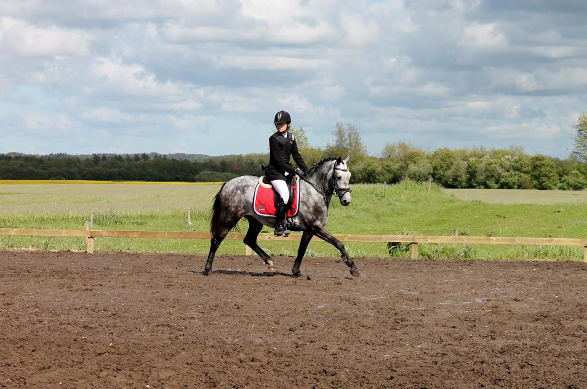 Grøvangs Jocelynn og Anne Frederiksen LB dressur | 30/05-2015 billede 45