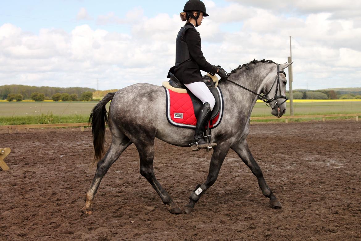 Grøvangs Jocelynn og Anne Frederiksen LB dressur | 30/05-2015 billede 46